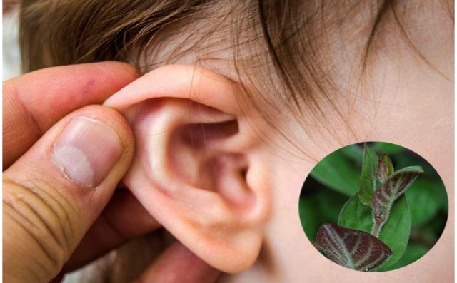 cách chữa viêm tai bằng lá mơ