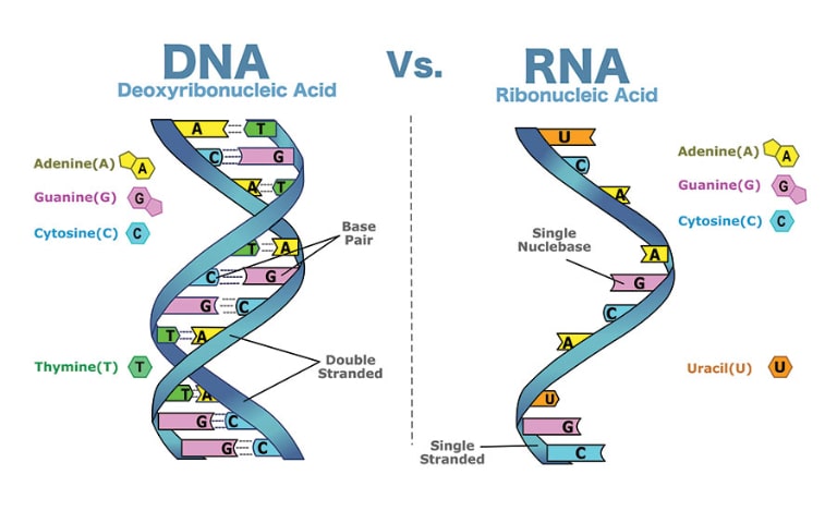 Giải Đáp: ARN Hay ADN Có Trước? Lý Thuyết Chứng Minh